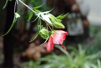 雨で傾いてしまったモミジアオイの花
