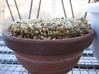 霜柱で表土が持ち上がった鷺草の鉢
