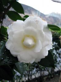 千重咲きの白椿の花