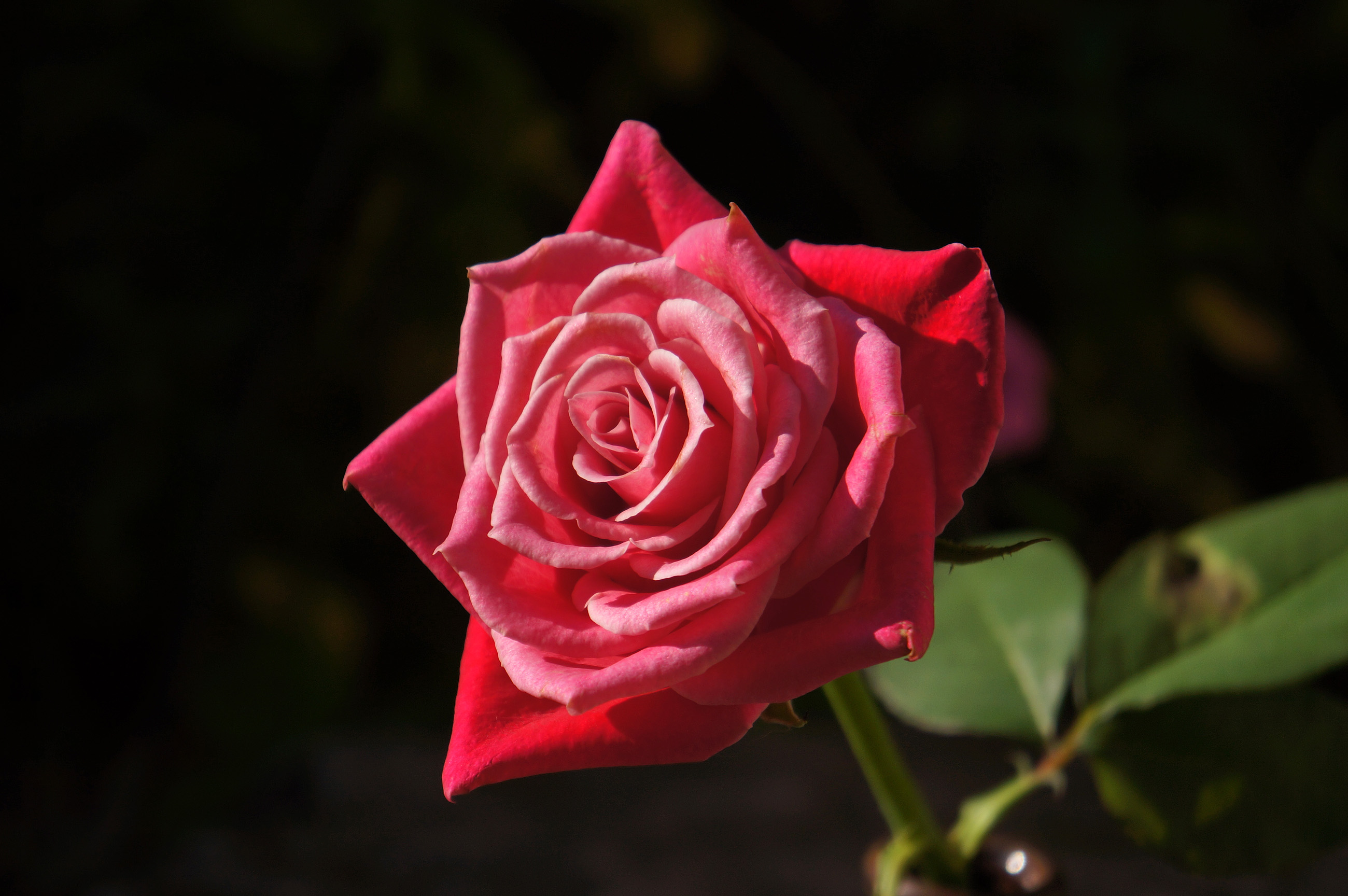 赤いバラ 真紅の薔薇の写真 高解像度画像 デスクトップ壁紙 無料素材 フリー素材 商用利用可能 Hp用素材 ミラーレス Sony Nex 5n 大きな写真 絵ココロ レビュー 感想 子育て 料理 豆知識 美容 健康 イラスト Cg