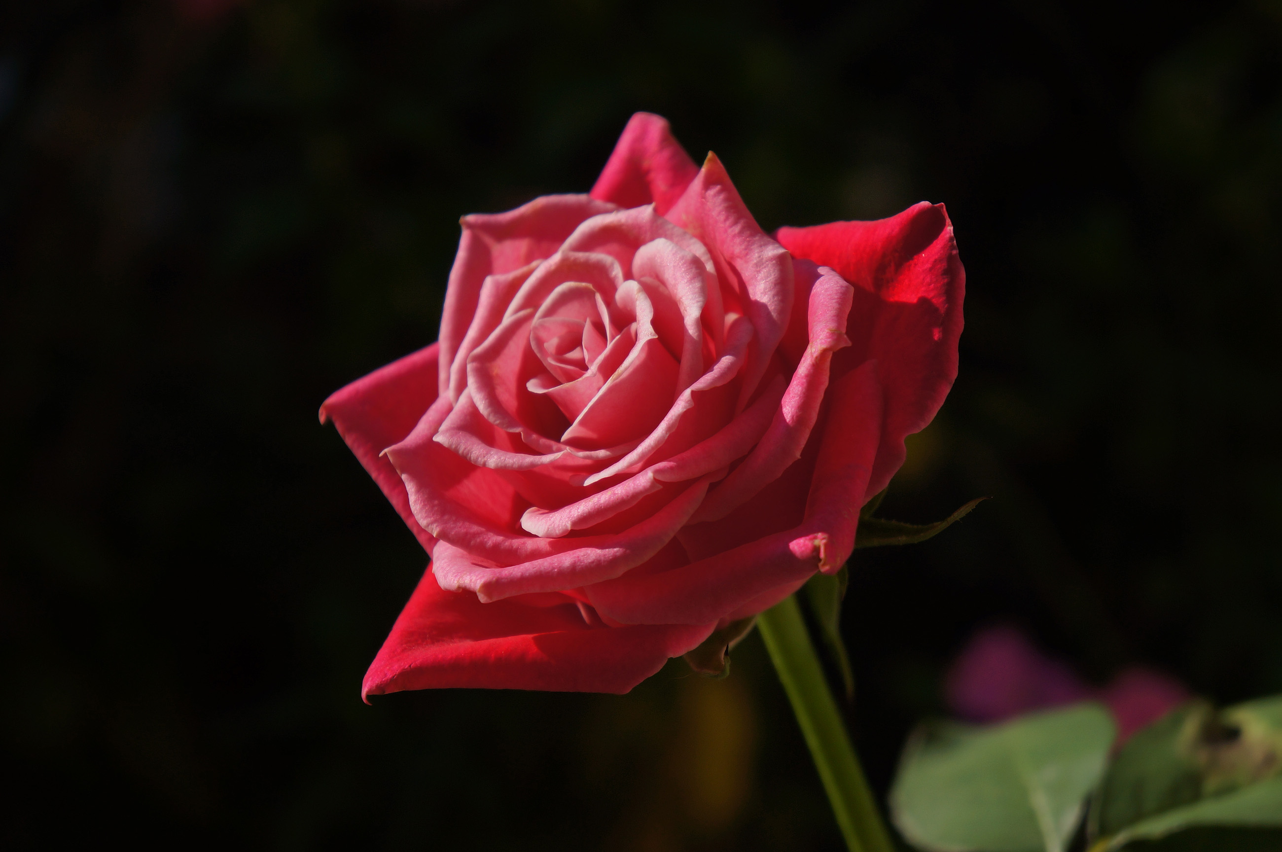 赤いバラ 真紅の薔薇の写真 高解像度画像 デスクトップ壁紙 無料素材 フリー素材 商用利用可能 Hp用素材 ミラーレス Sony Nex 5n 大きな 写真 絵ココロ レビュー 感想 子育て 料理 豆知識 美容 健康 イラスト Cg