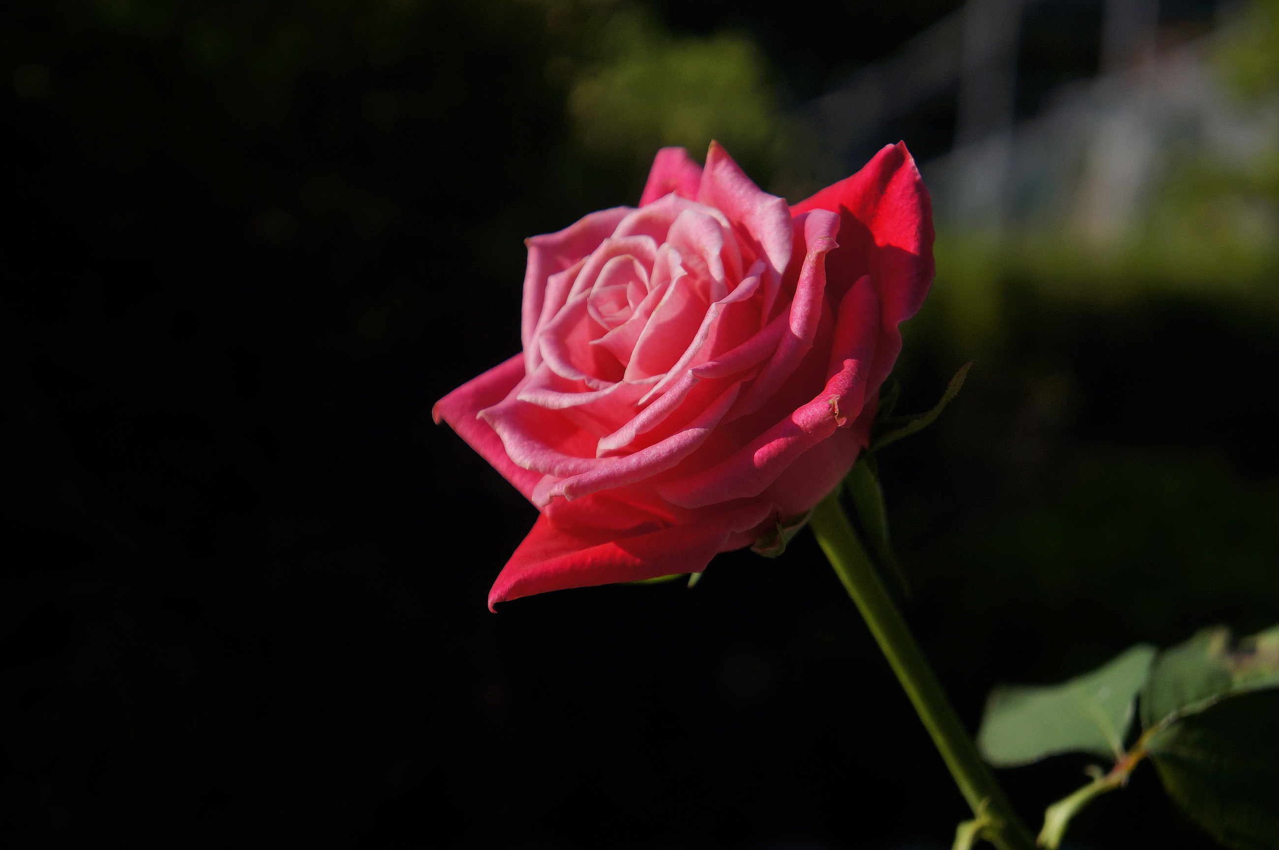 赤いバラ 真紅の薔薇の写真 高解像度画像 デスクトップ壁紙 無料素材 フリー素材 商用利用可能 Hp用素材 ミラーレス Sony Nex 5n 大きな写真 絵ココロ レビュー 感想 子育て 料理 豆知識 美容 健康 イラスト Cg
