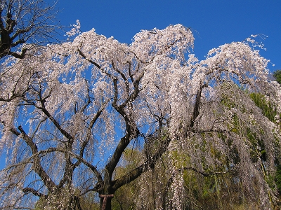川井家の桜5
