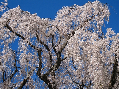 川井家の桜2