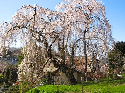 川井家の桜4