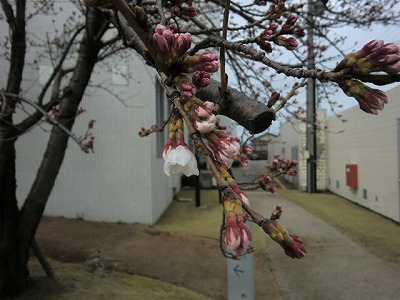 桜が開花しています。