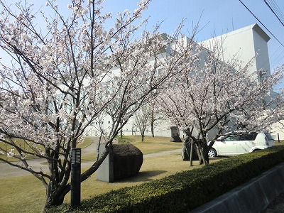 桜並木、きれいですよ。
