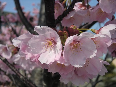 近所に咲く、何桜でしょう？。