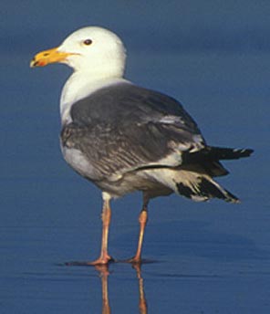 Herring-Gull.jpg