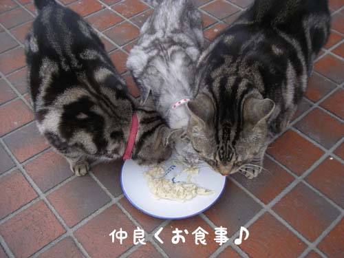 猫食事中