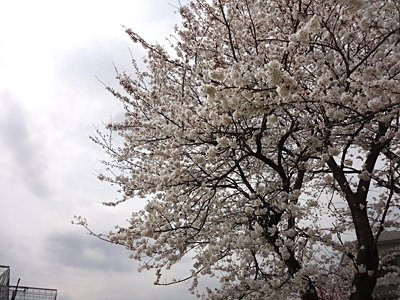 交通公園　桜満開