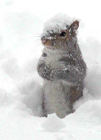squirrel-snow-day (1)