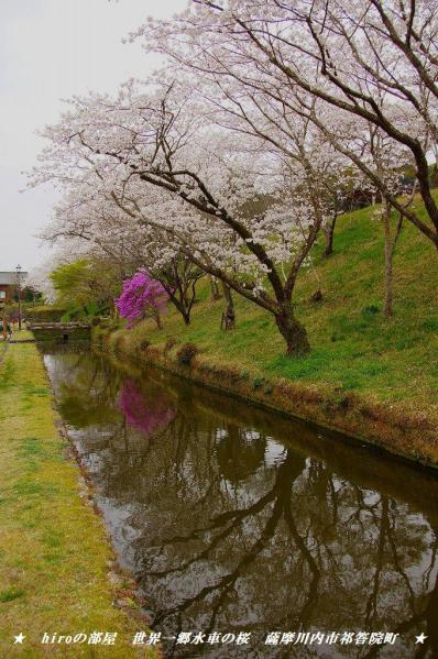 hiroの部屋　桜　清色城跡の桜　薩摩川内市入来町