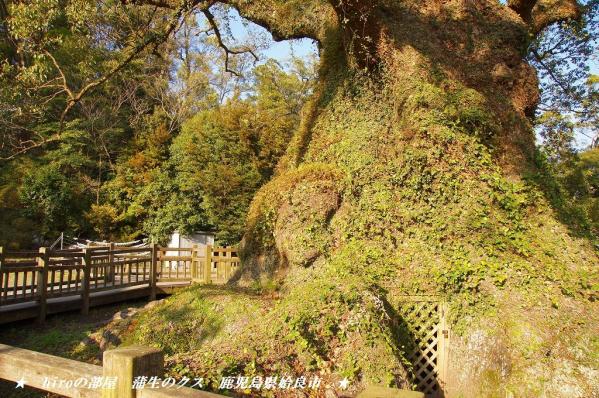 hiroの部屋　日本一の巨樹「蒲生のクス」　鹿児島県姶良市
