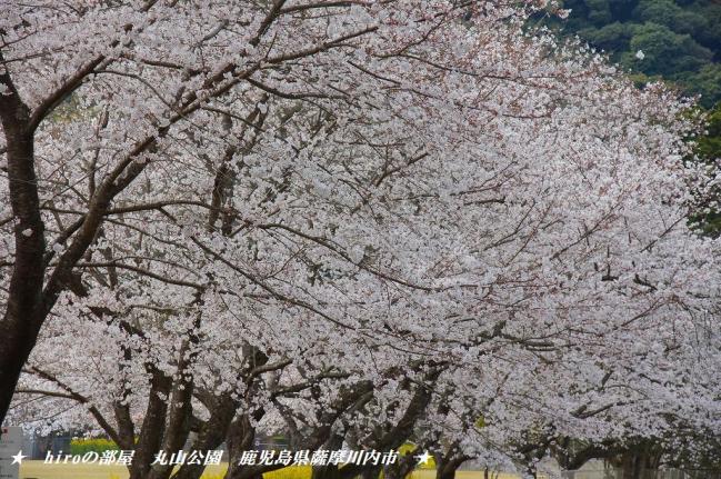 hiroの部屋　桜　丸山自然公園　鹿児島県薩摩川内市樋脇