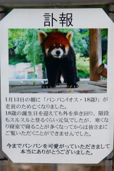 hiroの部屋　福岡市動物園　シセンレッサーパンダ　福岡市中央区