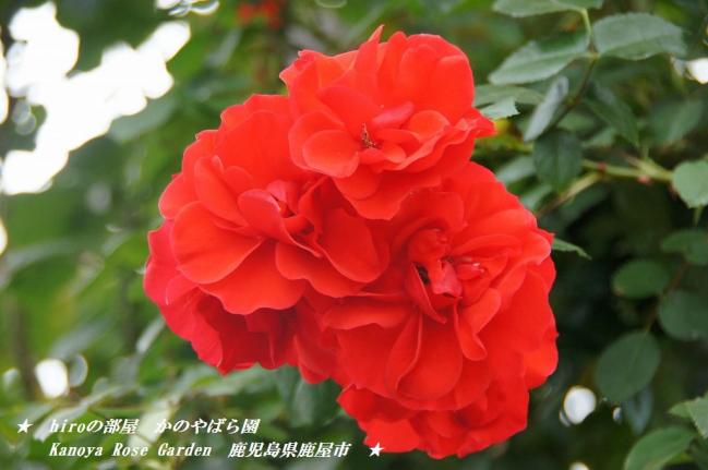 hiroの部屋　かのやばら園　Kanoya Rose Garden　鹿児島県鹿屋市