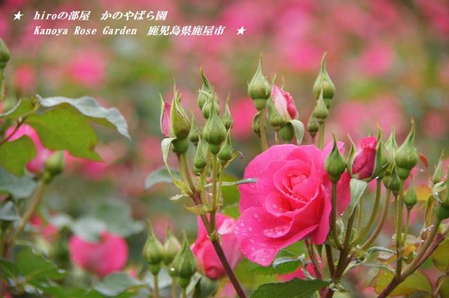 hiroの部屋　かのやばら園　Kanoya Rose Garden　鹿児島県鹿屋市