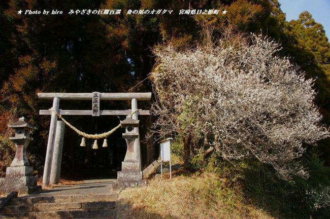 hiroの部屋　みやざきの巨樹百選　舟の尾のオガタマ　宮崎県日之影町