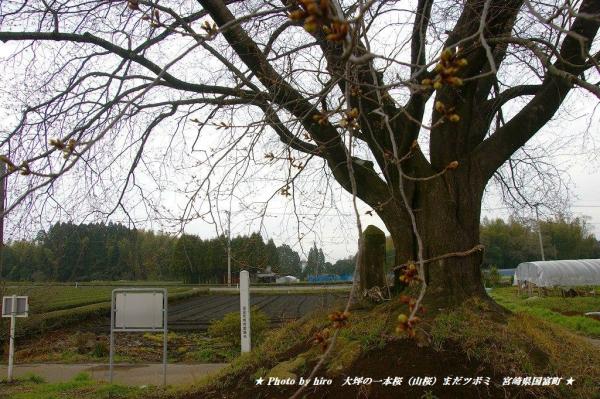 大坪の一本桜（山桜）まだツボミ　宮崎県国富町