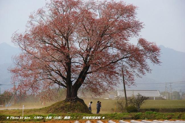 hiroの部屋　大坪の一本桜（山桜）満開・・・　宮崎県国富町