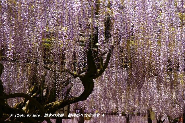 hiroの部屋　国指定天然記念物　黒木の大藤　福岡県八女市黒木町