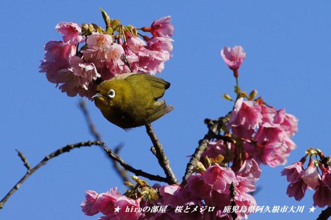 hiroの部屋　桜とメジロ　鹿児島県阿久根市大川