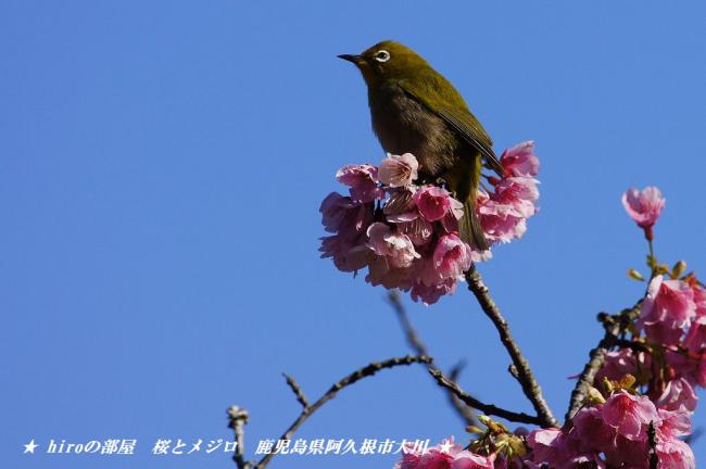 hiroの部屋　桜とメジロ　鹿児島県阿久根市大川