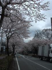 秩父宮公園近くの桜並木