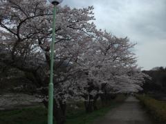東山湖の桜見事