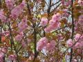 今が盛りと咲く八重桜