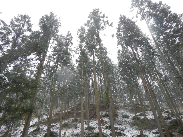 間伐後の雪景色２
