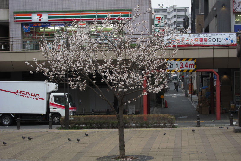 三鷹駅前の桜2