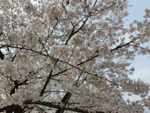 ほぼ満開の桜