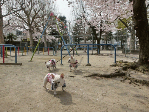桜の前で記念写真