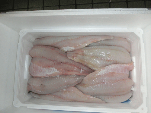新鮮な生の鱈