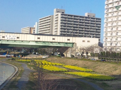 SBSH0122東大島駅菜の花絨毯_400.jpg