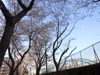 RIMG0108桑の木通りの桜_400.jpg