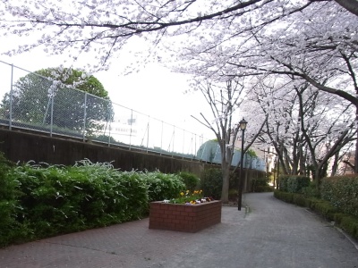 RIMG0103桑の木通りの桜とユキヤナギ_400.jpg