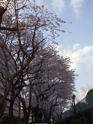 RIMG0099桑の木通りの桜_300.jpg