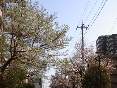 RIMG0096桑の木通りの桜_400.jpg