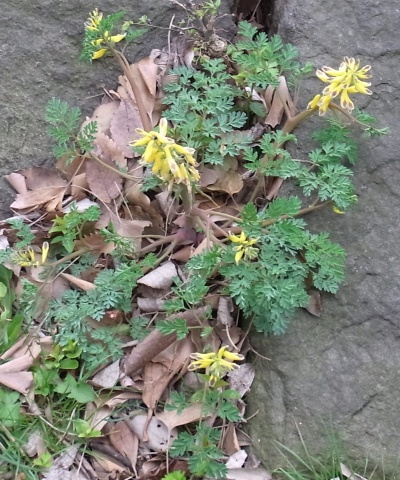 RIMG0096何黄色の花_400.jpg