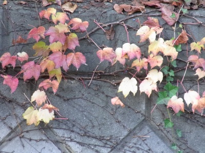 RIMG0411紅葉するナツヅタと常緑のフユヅタ_400.jpg