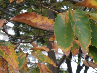 PC020068クヌギの葉Zoom_400.jpg