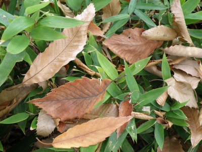 PC020083コナラの下のオカメザサの上に落ち葉たち_400.jpg