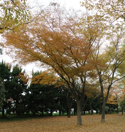 PC020088公園の風景色づいたケヤキ_400.jpg