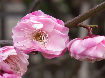 RIMG0242薄桃色の梅の花Zoom_400.jpg