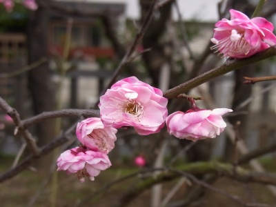 RIMG0243薄桃色の梅の花_400.jpg