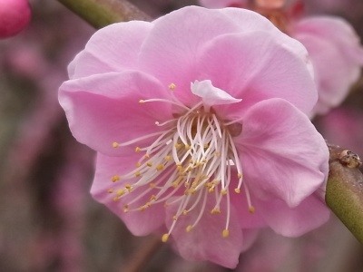 RIMG0255薄桃色の枝垂れ梅の花Zoom_400.jpg
