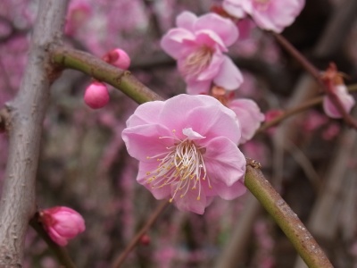 RIMG0255薄桃色の枝垂れ梅の花_400.jpg